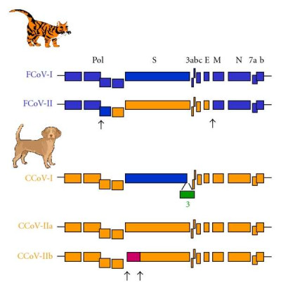 Genetic Relationships between Different Feline and Canine Coronaviruses Genotypes