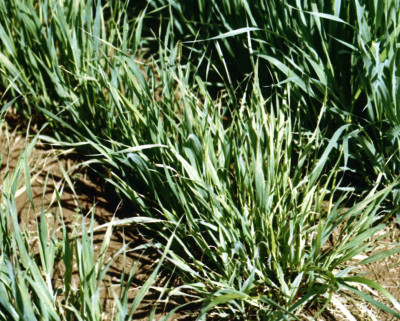 Oat Mosaic Virus