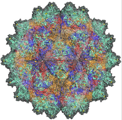 Grouper Nervous Virus Structure