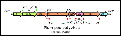 Genomic Structure of Plum Pox Potyvirus