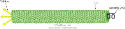 Schematic Drawing of a Rudiviridae Virion