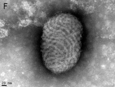 Orf Virus