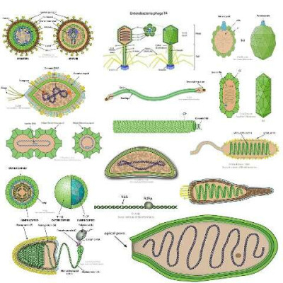 Type of viruses