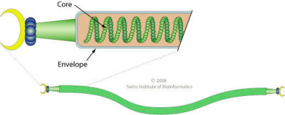 Schematic Drawing of a Gammalipothrixvirus Virion