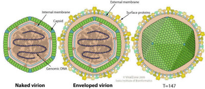 Schematic Drawings of Iridovirus Virion