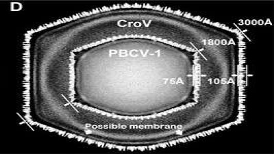 Central Cross-Section of the Cryo-EM Map of CroV