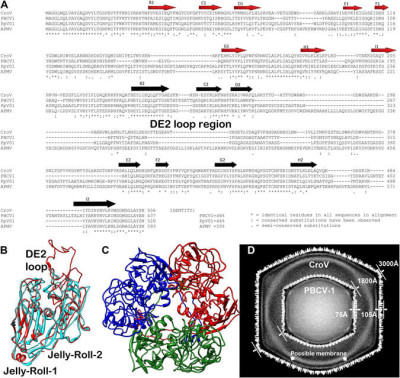 Double Jelly-Roll Major Capsid Protein of Large Icosahedral Viruses