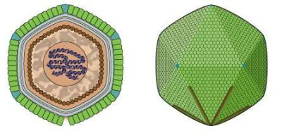 Schematic Drawing of a Cafeteria Virion