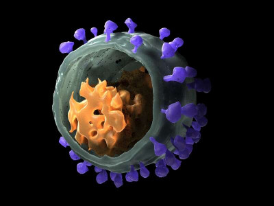 Simian Immunodeficiency Virus Model in 3D