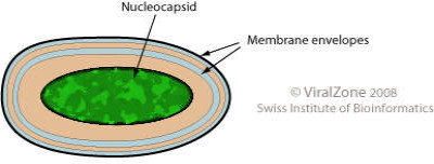 Schematic Drawing of a Virion of the Genus Ichnovirus