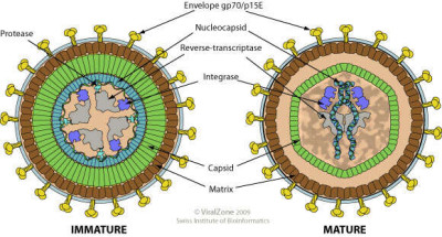 Gammaretrovirus Virion