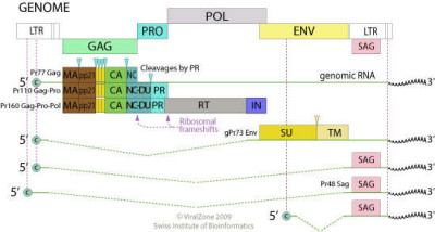 Genome Map of the Mouse Mammary Tumor Virus