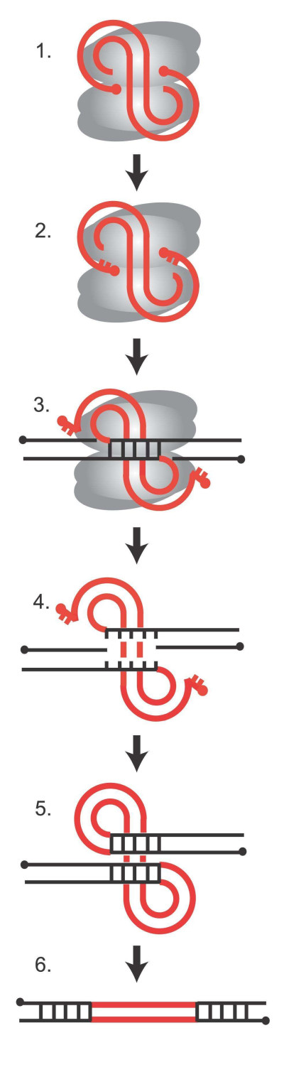 Mechanism of Retroviral Integration