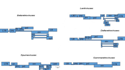 ORF of Human T-cell Leukemia Virus Subtype Retroviruses