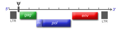 Schematic Genome Map of Retroviruses