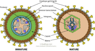 Schematic Drawing of Betaretrovirus Virion