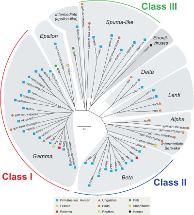 Classes of Endogenous Retroviral Sequences