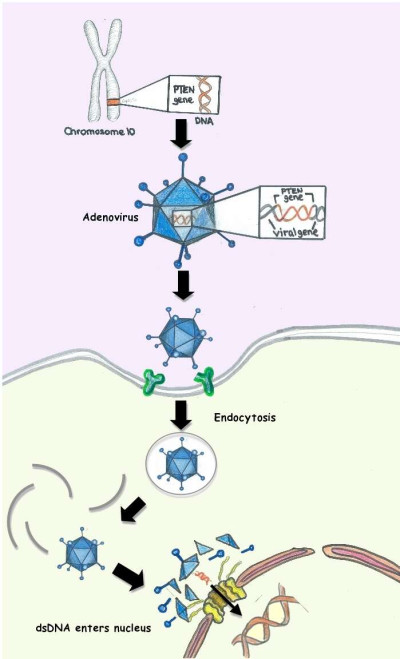 Adenovirus-Mediated Gene Therapy