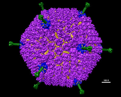 Adenovirus D26 Structural Model at Atomic Resolution