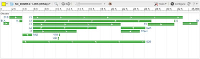 Human Adenovirus E Transcription Units NCBI