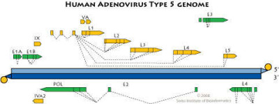 Adenoviridae Genomes