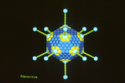 Computer Graphics of Adenovirus