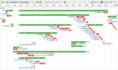 Human Adenovirus E Genes NCBI