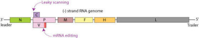 Morbillivirus Genomes