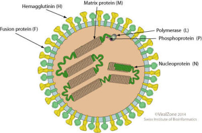 Schematic Drawing of Morbillivirus Virion