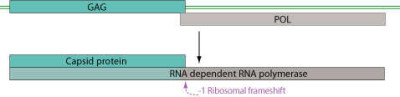 Totiviridae Genome