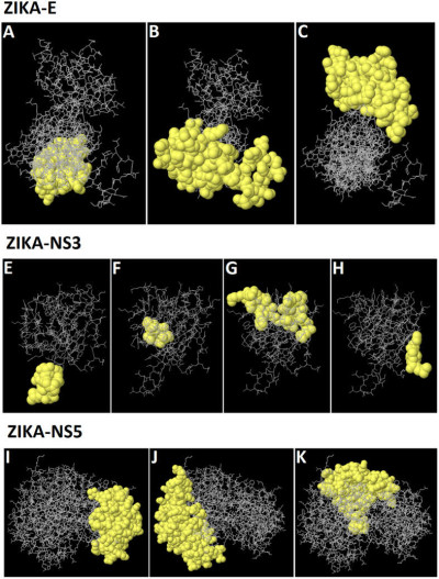 3D Representation of the Predicted Discontinuous Epitopes of ZIKV Proteins