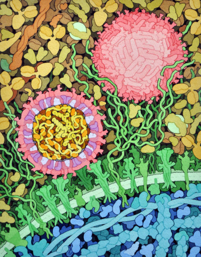 Space-Fill Drawing of the Outside of One Zika Virus Particle