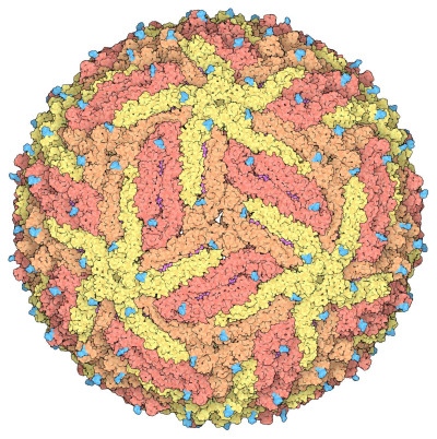 Space-Fill Drawing of the Zika Virus Capsid