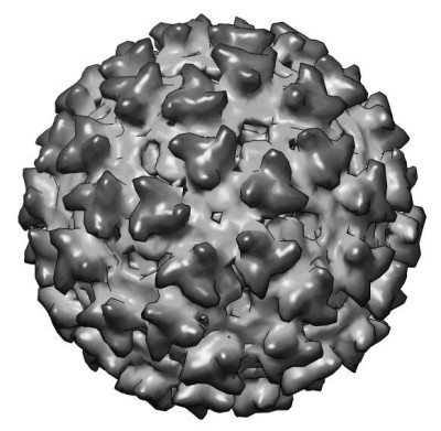 Cryo-Electron Microscopy of Sindbis-Liposome Complex