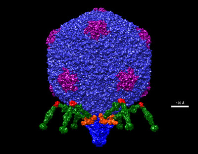 Bacteriophage T7 Structural Model at Atomic Resolution