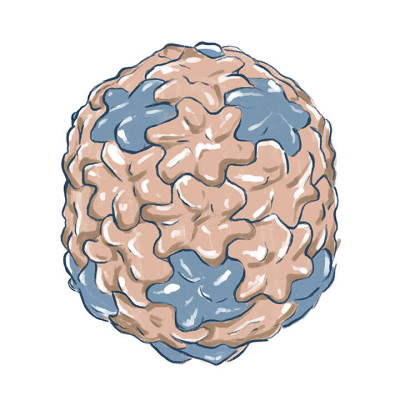 An Illustration of Bacillus Phage phi29s Head