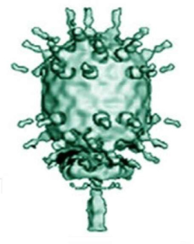 Bacillus Virus phi29