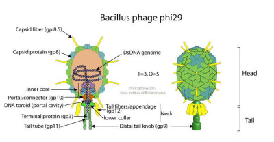 Schematic Drawing of a Bacillus Phage phi29 Virion