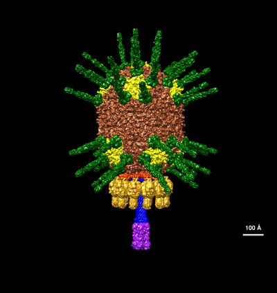 Bacteriophage phi29 Structural Model at Atomic Resolution