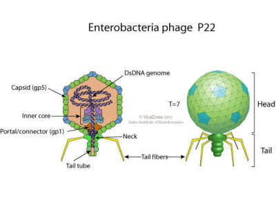 Schematic Drawing of a Enterobacteria Phage P22 Virion