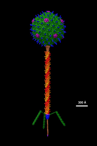 Bacteriophage T5 Structural Model at Atomic Resolution