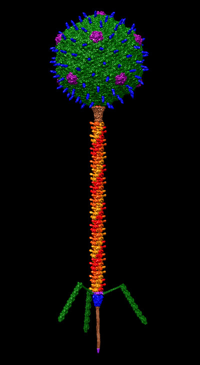 Bacteriophage T5 Structural Model at Atomic Resolution