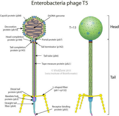 Schematic Drawing of a Enterobacteria Phage T5 Virion