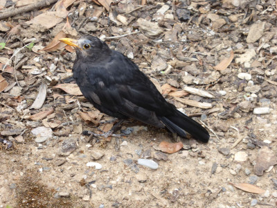 Blackbird with Symptoms from Usutu-Virus Infection