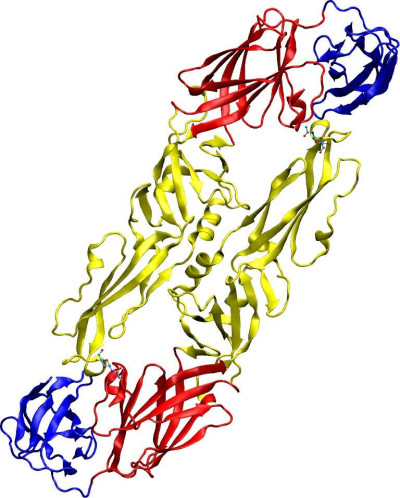 Overview of TBEV Envelope Protein E