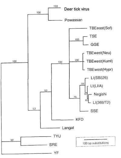 Tick-Borne Encephalitis Phylogram Simplified