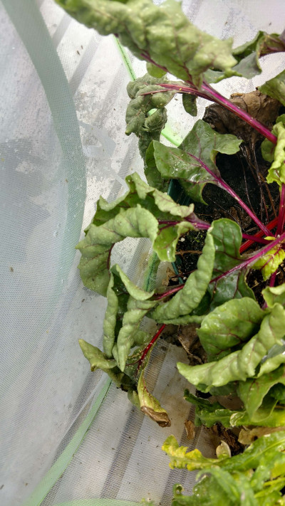 Beet Plant Infected with Beet Curly Top Virus