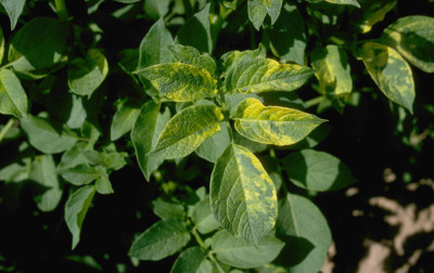 Alfalfa Mosaic Virus