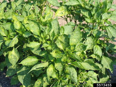 Symptoms of Alfalfa Mosaic (Alfamovirus Alfalfa Mosaic Virus)