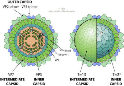 Schematic Drawing of a Orbivirus Virion